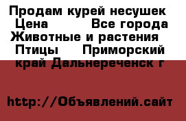 Продам курей несушек › Цена ­ 350 - Все города Животные и растения » Птицы   . Приморский край,Дальнереченск г.